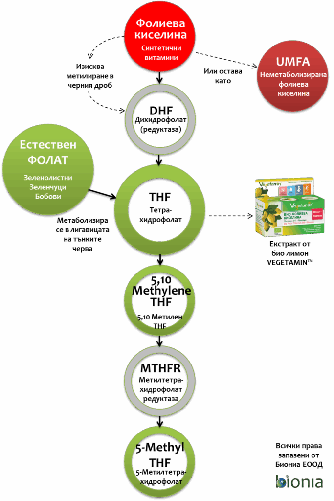 Folat, folic acid, vitamin B9 razlika